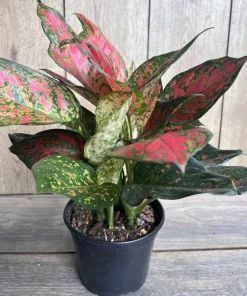 Aglaonema Wishes, Red Valentine in 6