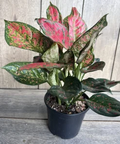 Aglaonema Wishes, Red Valentine in 6