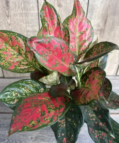 Aglaonema Wishes, Red Valentine in 6