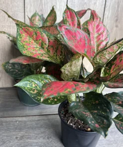 Aglaonema Wishes, Red Valentine in 6