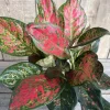 Aglaonema Wishes, Red Valentine in 6" Pot - Image 1