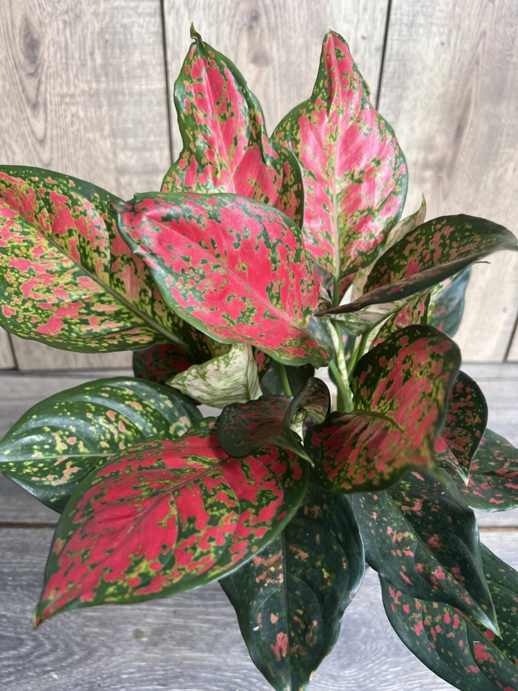 Aglaonema Wishes, Red Valentine in 6" Pot - Image 1