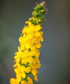 Agrimony Seeds - 15 Church Steeples Yellow Flower Seeds - Agrimonia Eupatoria - Image 10