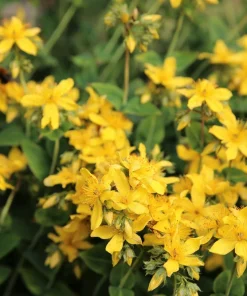 Agrimony Seeds - 15 Church Steeples Yellow Flower Seeds - Agrimonia Eupatoria - Image 2