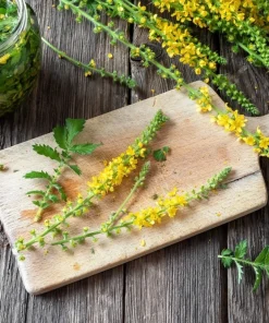 Agrimony Seeds - 15 Church Steeples Yellow Flower Seeds - Agrimonia Eupatoria - Image 3