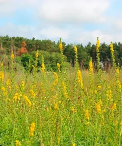 Agrimony Seeds - 15 Church Steeples Yellow Flower Seeds - Agrimonia Eupatoria - Image 4
