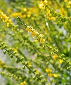Agrimony Seeds - 15 Church Steeples Yellow Flower Seeds - Agrimonia Eupatoria - Image 5