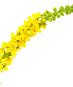 Agrimony Seeds - 15 Church Steeples Yellow Flower Seeds - Agrimonia Eupatoria - Image 6