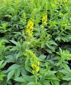 Agrimony Seeds - 15 Church Steeples Yellow Flower Seeds - Agrimonia Eupatoria - Image 9