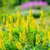 Agrimony Seeds - 15 Church Steeples Yellow Flower Seeds - Agrimonia Eupatoria - Image 1