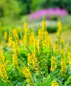 Agrimony Seeds - 15 Church Steeples Yellow Flower Seeds - Agrimonia Eupatoria - Image 1