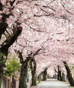 Akebono Flowering Cherry Tree Live Plant – 6-12 inch in 2.5 inch Pot – Outdoor - Image 2