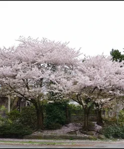 Akebono Flowering Cherry Tree Live Plant – 6-12 inch in 2.5 inch Pot – Outdoor - Image 3