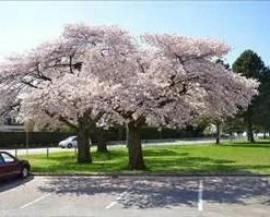 Akebono Flowering Cherry Tree Live Plant – 6-12 inch in 2.5 inch Pot – Outdoor - Image 5