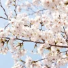 Akebono Flowering Cherry Tree Live Plant – 6-12 inch in 2.5 inch Pot – Outdoor - Image 1