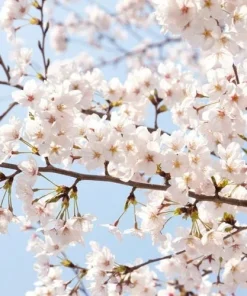 Akebono Flowering Cherry Tree Live Plant – 6-12 inch in 2.5 inch Pot – Outdoor - Image 1