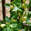 Albino Dove Sweet White Bell Pepper Seeds - Early White - 15 Seeds - Image 1