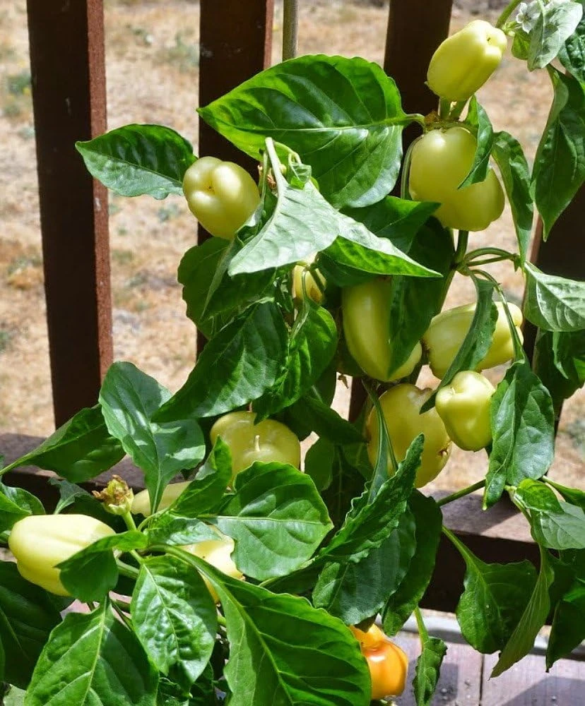 Albino Dove Sweet White Bell Pepper Seeds - Early White - 15 Seeds - Image 1