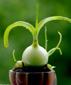 Albuca Bracteata Pregnant Onion Seeds - Ornithogalum Exotic Bulb Seed Pack 10 Seeds - Image 2