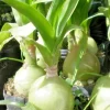 Albuca Bracteata Pregnant Onion Seeds - Ornithogalum Exotic Bulb Seed Pack 10 Seeds - Image 1