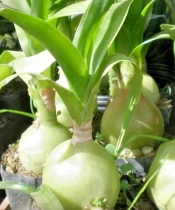 Albuca Bracteata Pregnant Onion Seeds - Ornithogalum Exotic Bulb Seed Pack 10 Seeds - Image 1