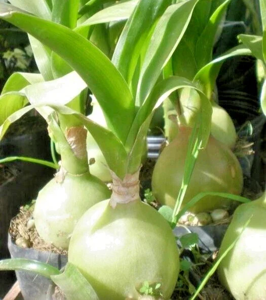 Albuca Bracteata Pregnant Onion Seeds - Ornithogalum Exotic Bulb Seed Pack 10 Seeds - Image 1
