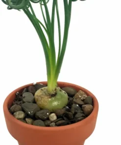 Albuca Spiralis 'Frizzle Sizzle' Bulbs - 2 Pack Succulent House Plant - Image 2