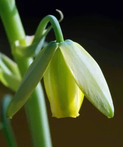 Albuca Spiralis 'Frizzle Sizzle' Bulbs - 2 Pack Succulent House Plant - Image 4