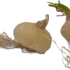 Albuca Spiralis 'Frizzle Sizzle' Bulbs - 2 Pack Succulent House Plant - Image 1