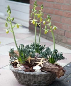Albuca Spiralis 'Frizzle Sizzle' Bulbs - 2 Pack Succulent House Plant - Image 5