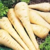 All American Parsnip Seeds – 200 Seeds – Sweet, Uniform Roots – Outdoor Vegetable - Image 1