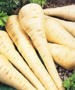 All American Parsnip Seeds – 200 Seeds – Sweet, Uniform Roots – Outdoor Vegetable - Image 1