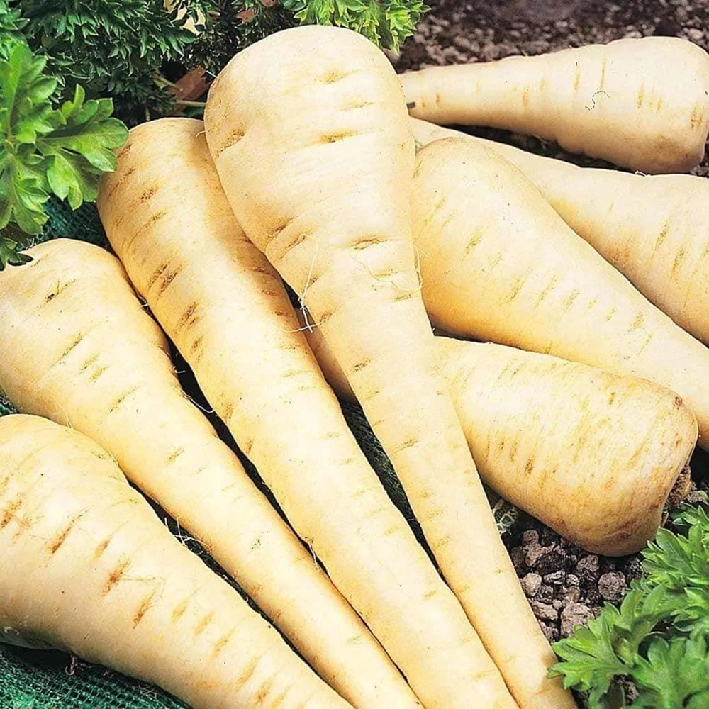 All American Parsnip Seeds – 200 Seeds – Sweet, Uniform Roots – Outdoor Vegetable - Image 1