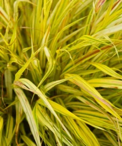 All Gold Japanese Forest Grass Live Plant - Hakonechloa macra Aureola - 1 Gallon Pot - Shade Lover - Image 2