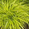 All Gold Japanese Forest Grass Live Plant - Hakonechloa macra Aureola - 1 Gallon Pot - Shade Lover - Image 1