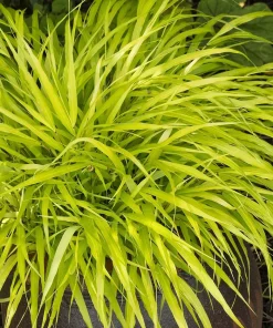All Gold Japanese Forest Grass Live Plant - Hakonechloa macra Aureola - 1 Gallon Pot - Shade Lover - Image 1