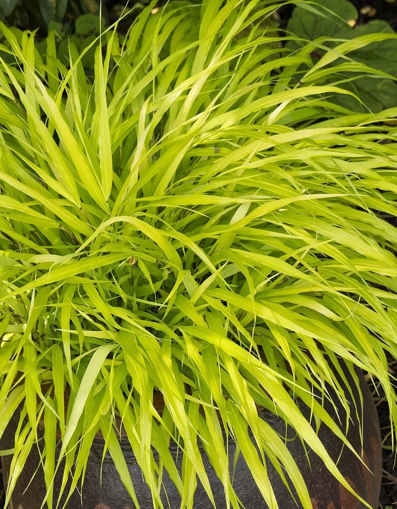 All Gold Japanese Forest Grass Live Plant - Hakonechloa macra Aureola - 1 Gallon Pot - Shade Lover - Image 1