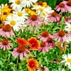 All Perennial Flower Seed Mix - 200+ Wildflower Seeds, Coneflower, Daisy - Image 1