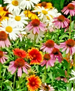 All Perennial Flower Seed Mix - 200+ Wildflower Seeds, Coneflower, Daisy - Image 1
