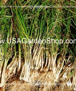 Allium chinense Rakkyo Bulb - Củ Kiệu Herb Root - 3x Bulbs for Planting, Indoor/Outdoor - Image 10