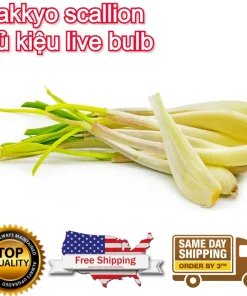 Allium chinense Rakkyo Bulb - Củ Kiệu Herb Root - 3x Bulbs for Planting, Indoor/Outdoor - Image 12