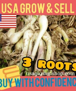 Allium chinense Rakkyo Bulb - Củ Kiệu Herb Root - 3x Bulbs for Planting, Indoor/Outdoor - Image 2