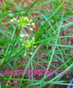 Allium chinense Rakkyo Bulb - Củ Kiệu Herb Root - 3x Bulbs for Planting, Indoor/Outdoor - Image 3