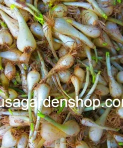 Allium chinense Rakkyo Bulb - Củ Kiệu Herb Root - 3x Bulbs for Planting, Indoor/Outdoor - Image 4