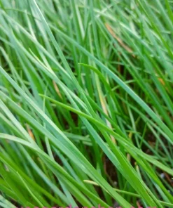 Allium chinense Rakkyo Bulb - Củ Kiệu Herb Root - 3x Bulbs for Planting, Indoor/Outdoor - Image 5