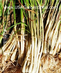 Allium chinense Rakkyo Bulb - Củ Kiệu Herb Root - 3x Bulbs for Planting, Indoor/Outdoor - Image 7