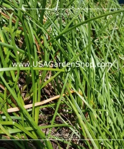 Allium chinense Rakkyo Bulb - Củ Kiệu Herb Root - 3x Bulbs for Planting, Indoor/Outdoor - Image 8