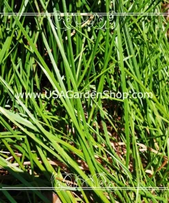 Allium chinense Rakkyo Bulb - Củ Kiệu Herb Root - 3x Bulbs for Planting, Indoor/Outdoor - Image 9