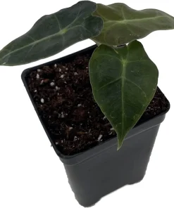 Alocasia Bambino African Mask Live Plant - Dwarf Houseplant, 2.5" Pot - Image 2