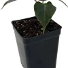 Alocasia Bambino African Mask Live Plant - Dwarf Houseplant, 2.5" Pot - Image 1